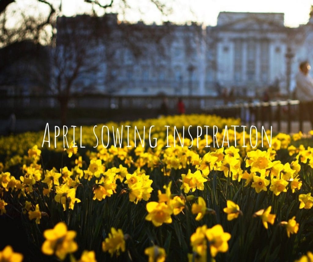 47d306787115d8eb0316cf0377b4b46exxl 1024x858 - What flower seeds to sow in April - Inspiration & Growing guide