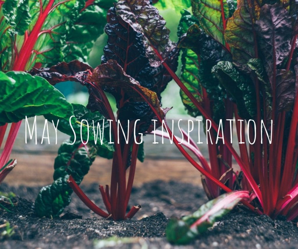 what to sow in May 1024x858 - What flower seeds to sow in May - Inspiration & Growing guide