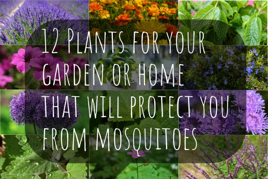 12 plants for your garden that will protect from mosquitoes 1024x683 - 12 Plants for your garden or home that will protect you from mosquitoes