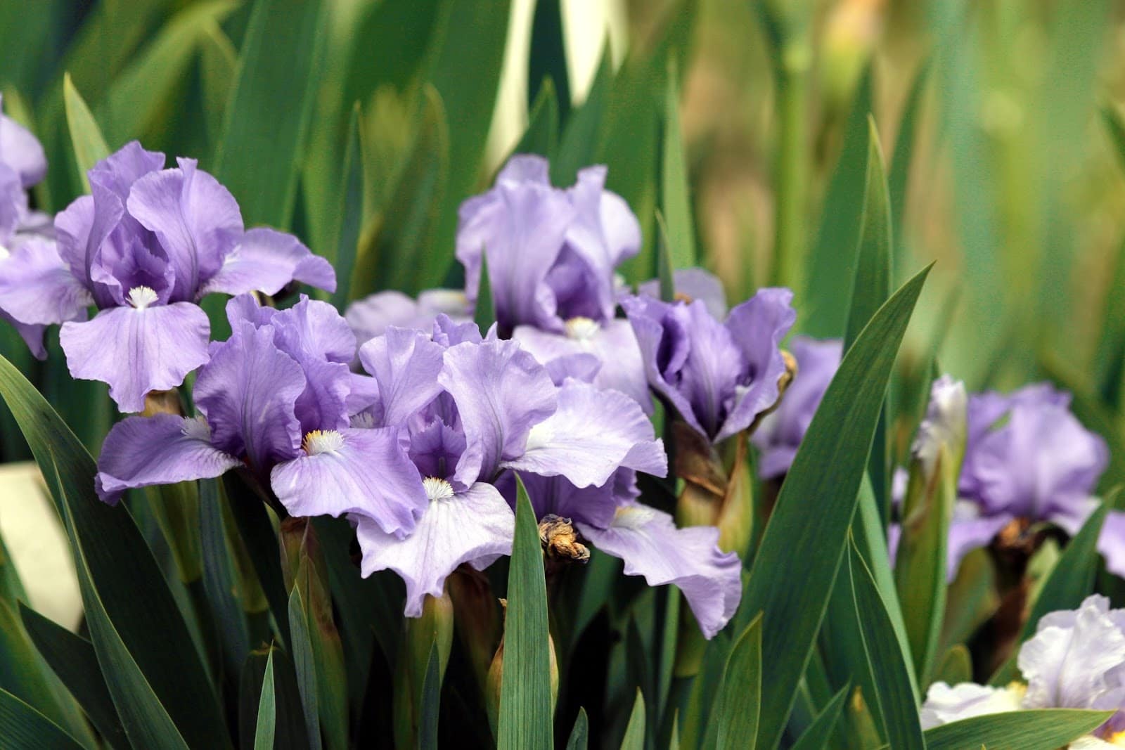 acoma iris - Flower and Plant Seeds to Sow in April - Planting Guide