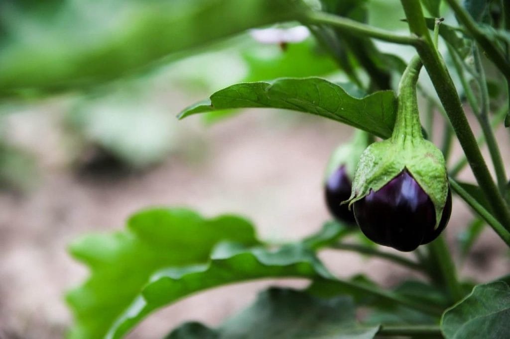 aubergine 1024x682 - Vegetable & Fruit Seeds to Grow in April - 2024 Sowing Guide