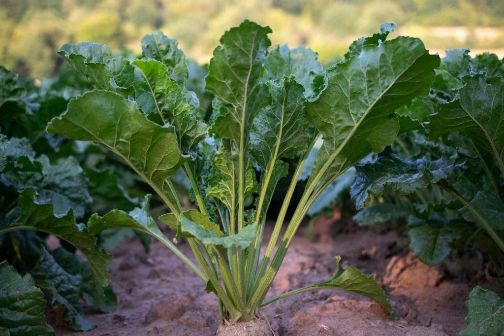 beet 1024x682 - Vegetable & Fruit Seeds to Grow in April - 2024 Sowing Guide