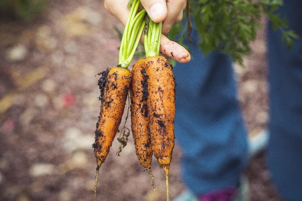 carrots 1024x682 - Vegetable & Fruit Seeds to Grow in April - 2024 Sowing Guide