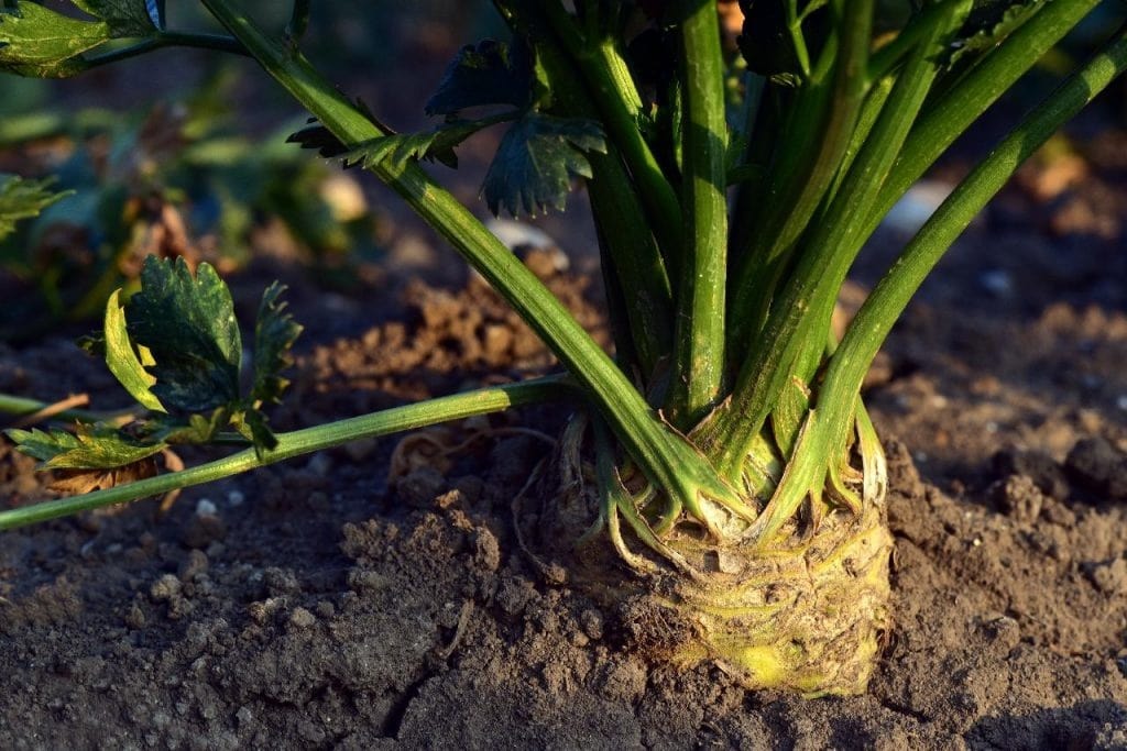 celeriac 1024x683 - Vegetable & Fruit Seeds to Grow in April - 2024 Sowing Guide