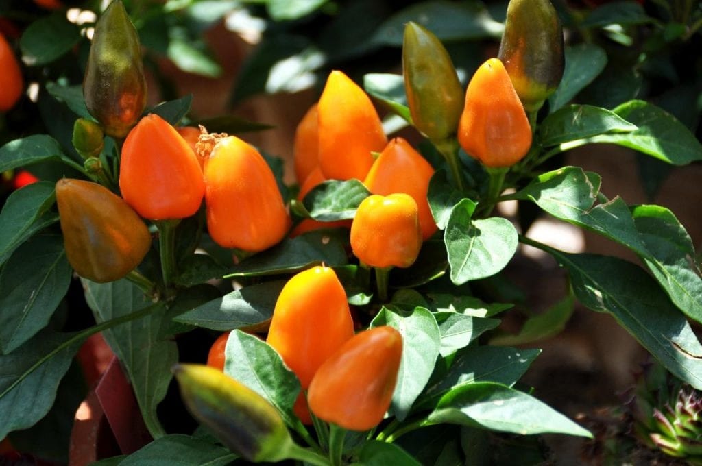 chili tree 1024x680 - Vegetable & Fruit Seeds to Grow in April - 2024 Sowing Guide