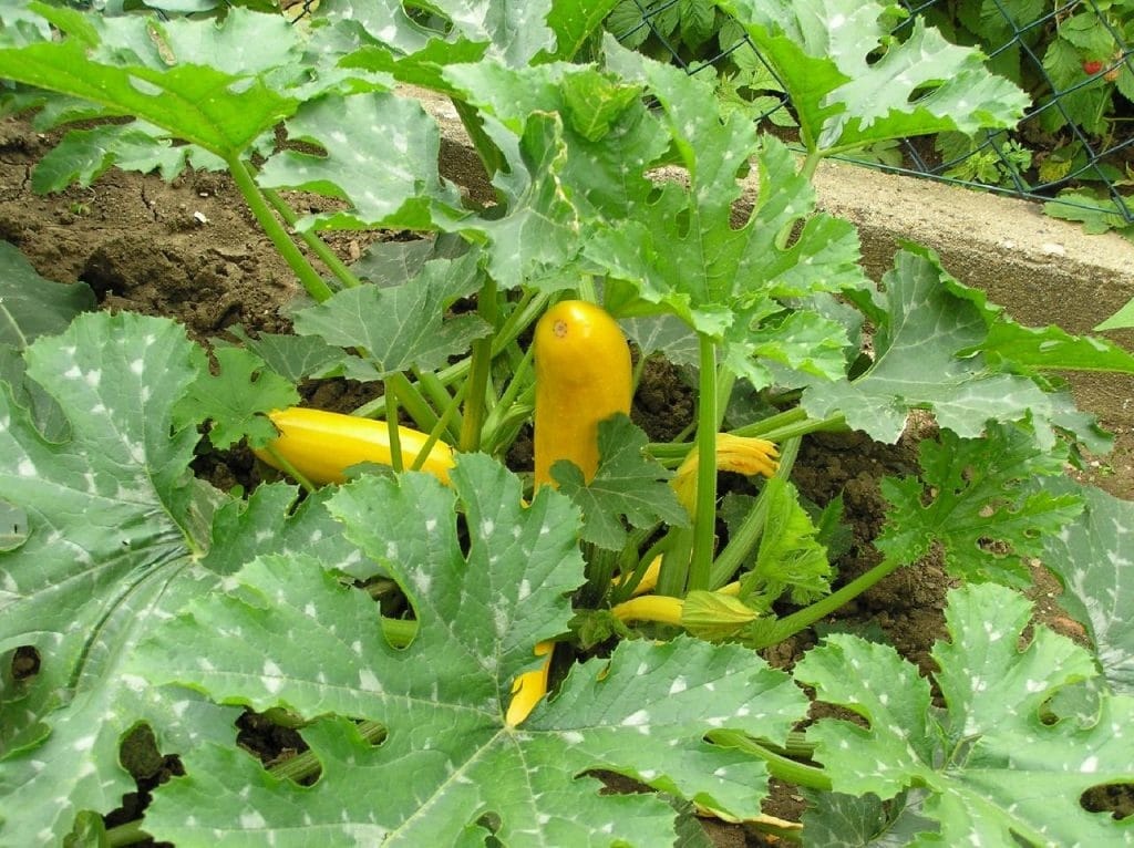 courgettes 1024x766 - Vegetable & Fruit Seeds to Grow in April - 2024 Sowing Guide