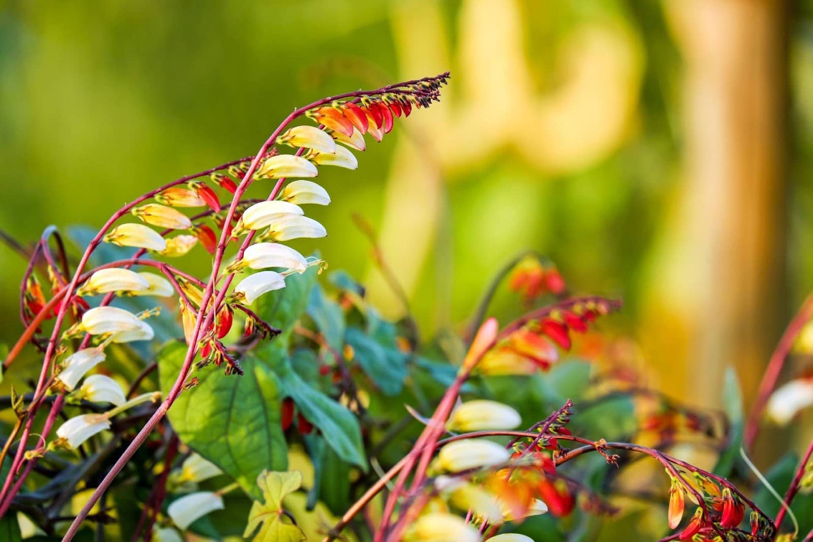 ipomoea lobata - Flower and Plant Seeds to Sow in April - Planting Guide