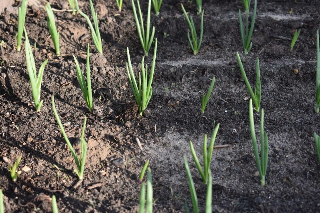 leek 1024x682 - Vegetable & Fruit Seeds to Grow in April - 2024 Sowing Guide