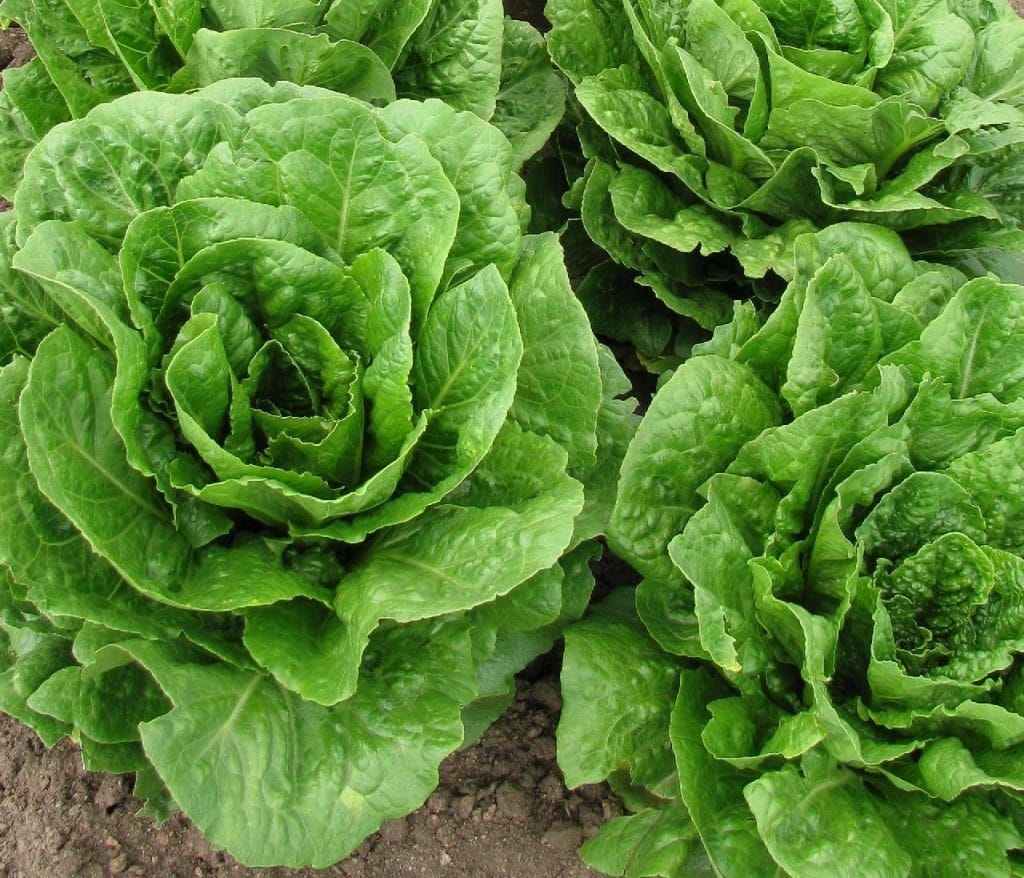 lettuce 1024x878 - Vegetable & Fruit Seeds to Grow in April - 2024 Sowing Guide