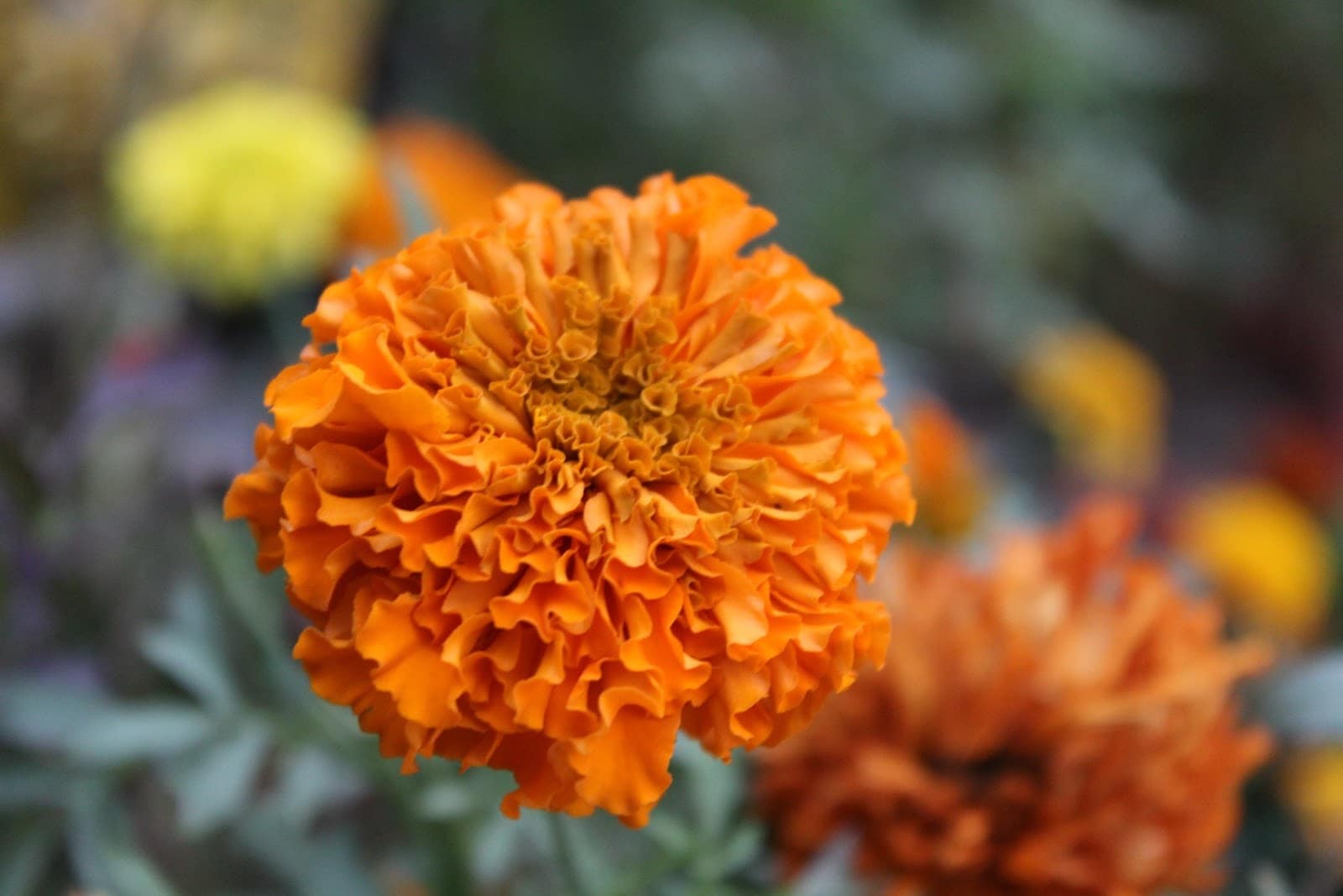 marigold - Flower and Plant Seeds to Sow in April - Planting Guide