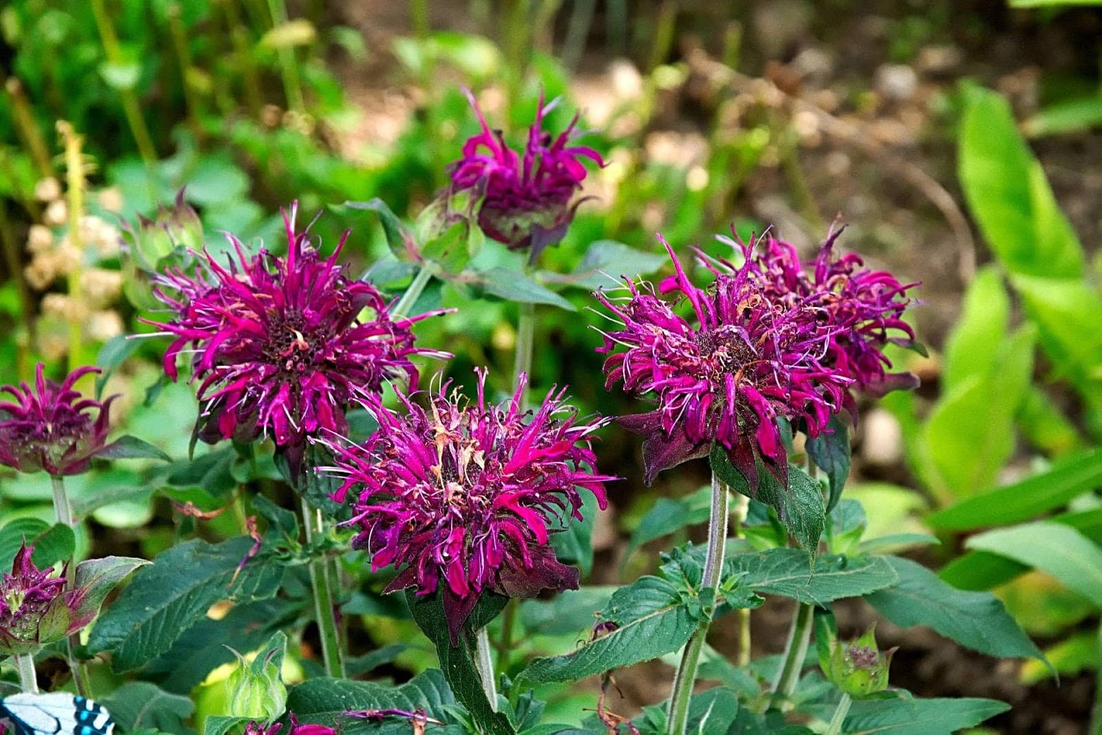 monarda - Flower and Plant Seeds to Sow in April - Planting Guide