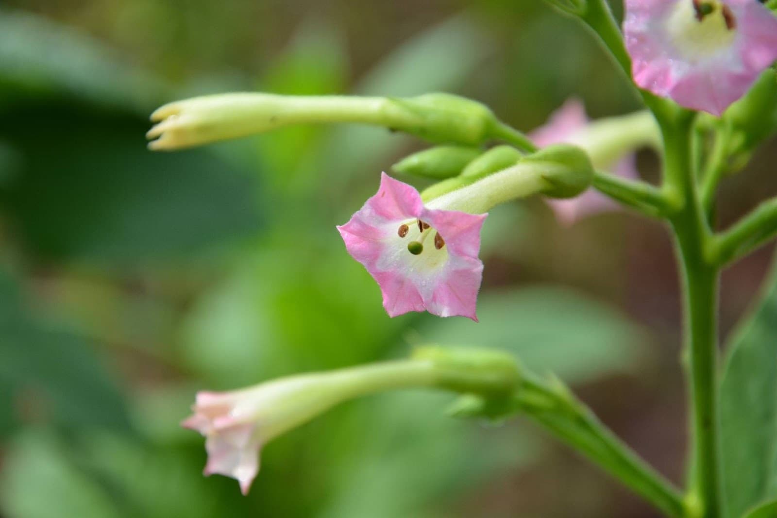 nicotiana - Flower and Plant Seeds to Sow in April - Planting Guide