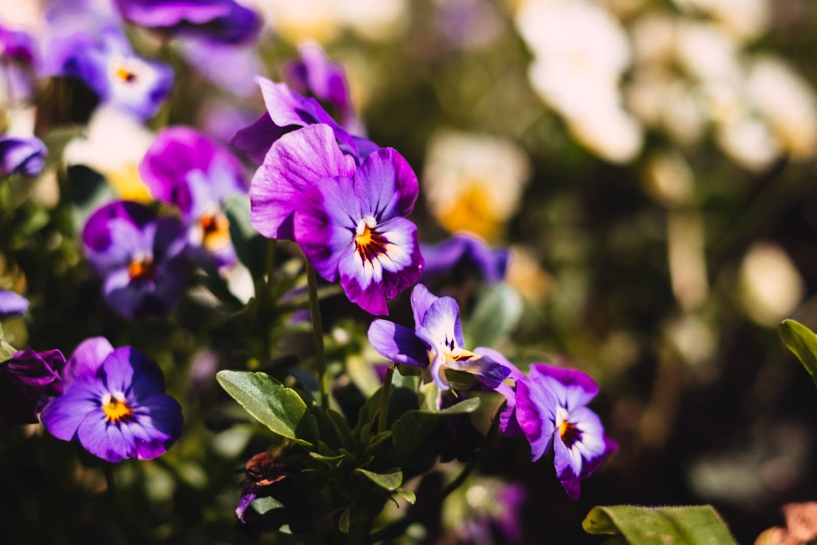 pansy - Flower and Plant Seeds to Sow in April - Planting Guide