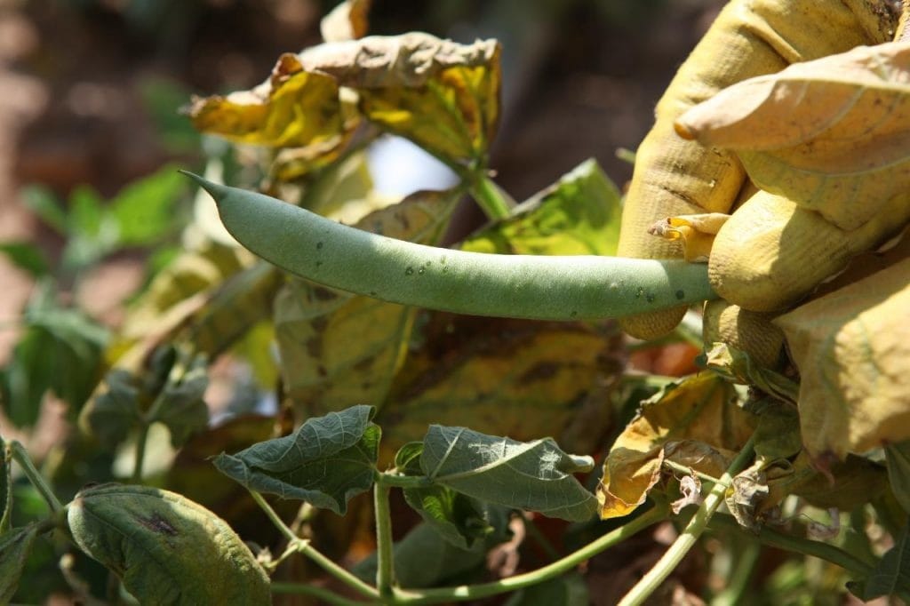 peas 1024x682 - Vegetable & Fruit Seeds to Grow in April - 2024 Sowing Guide