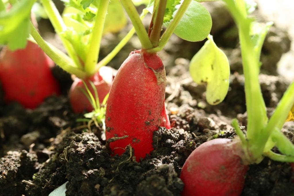 radish 1024x682 - Vegetable & Fruit Seeds to Grow in April - 2024 Sowing Guide