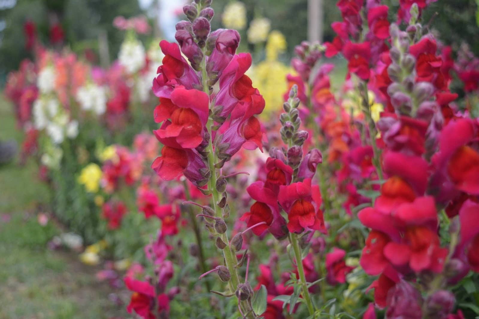 snapdragon - Flower and Plant Seeds to Sow in April - Planting Guide