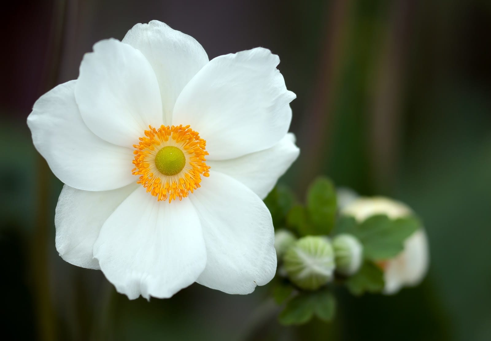 snowdrop anemone - Flower and Plant Seeds to Sow in April - Planting Guide