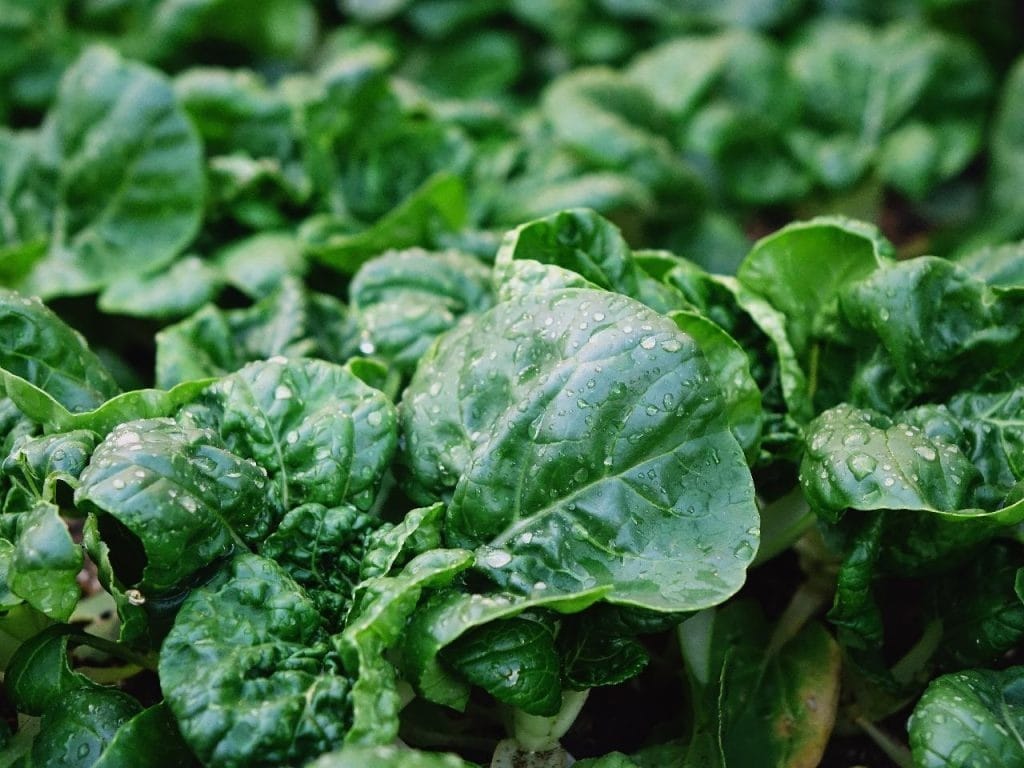 spinach 1024x768 - Vegetable & Fruit Seeds to Grow in April - 2024 Sowing Guide