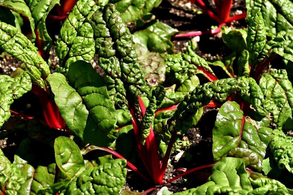 swiss chard 1024x682 - Vegetable & Fruit Seeds to Grow in April - 2024 Sowing Guide
