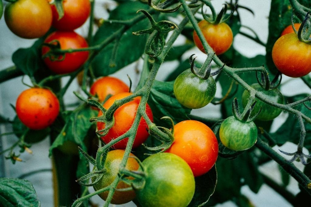 tomato plant 1024x682 - Vegetable & Fruit Seeds to Grow in April - 2024 Sowing Guide