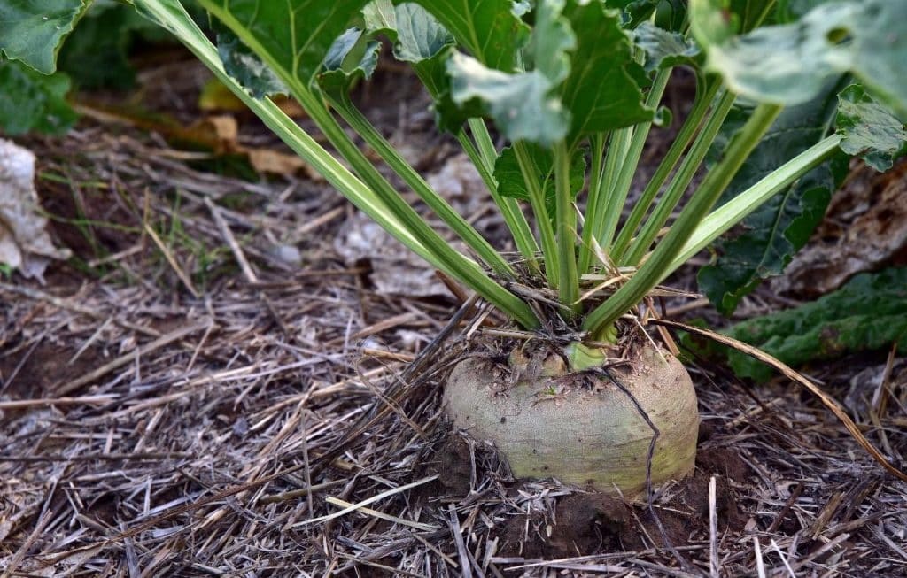 turnip 1024x653 - Vegetable & Fruit Seeds to Grow in April - 2024 Sowing Guide