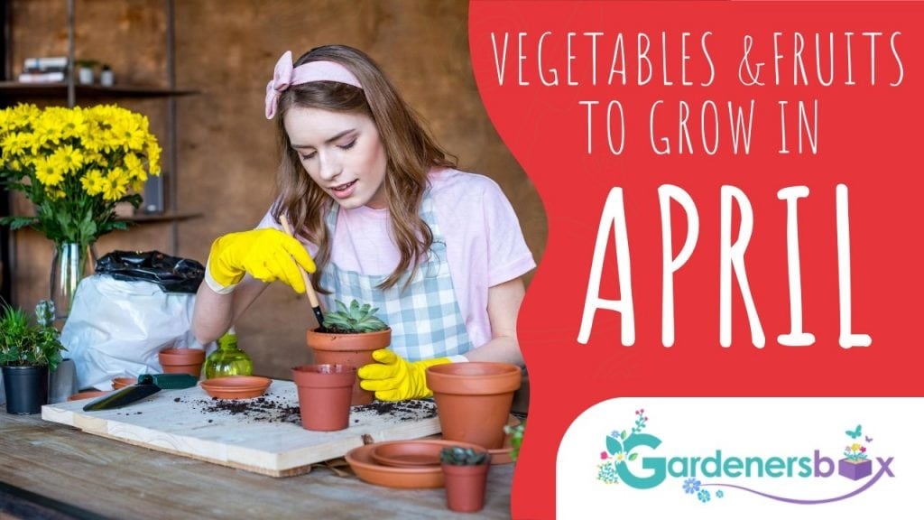 Vegetable & Fruit Seeds to Grow in April