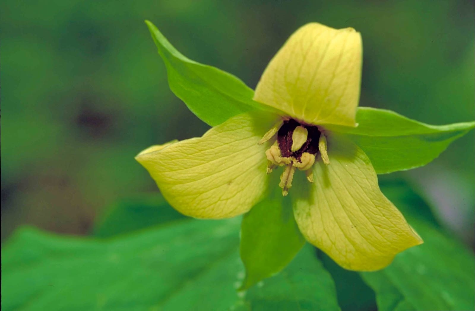 yellow trillium - Flower and Plant Seeds to Sow in April - Planting Guide