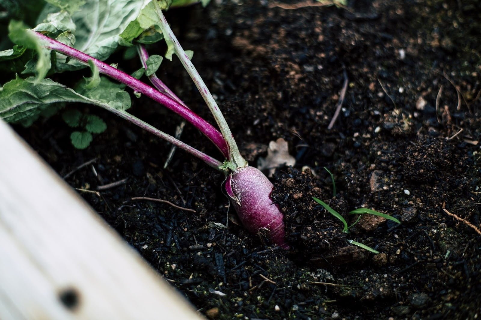 beetroot - Vegetable and Fruit Seeds to Sow in May - 2023 Planting Guide