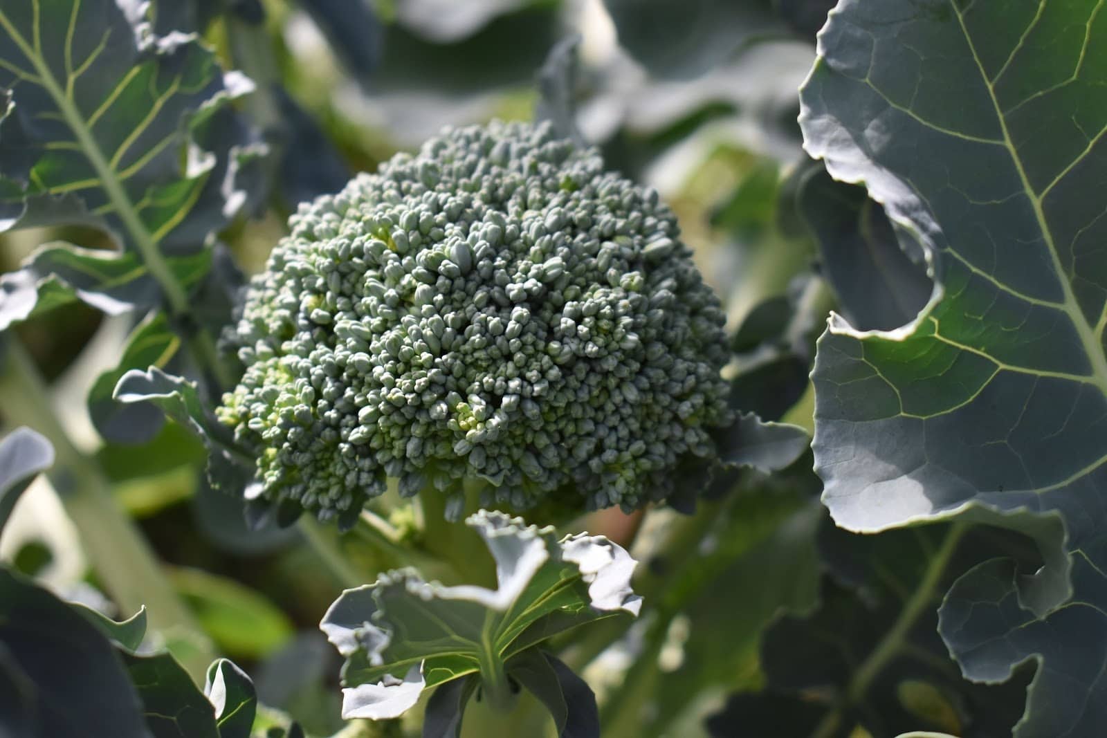broccoli - Vegetable and Fruit Seeds to Sow in May - 2023 Planting Guide