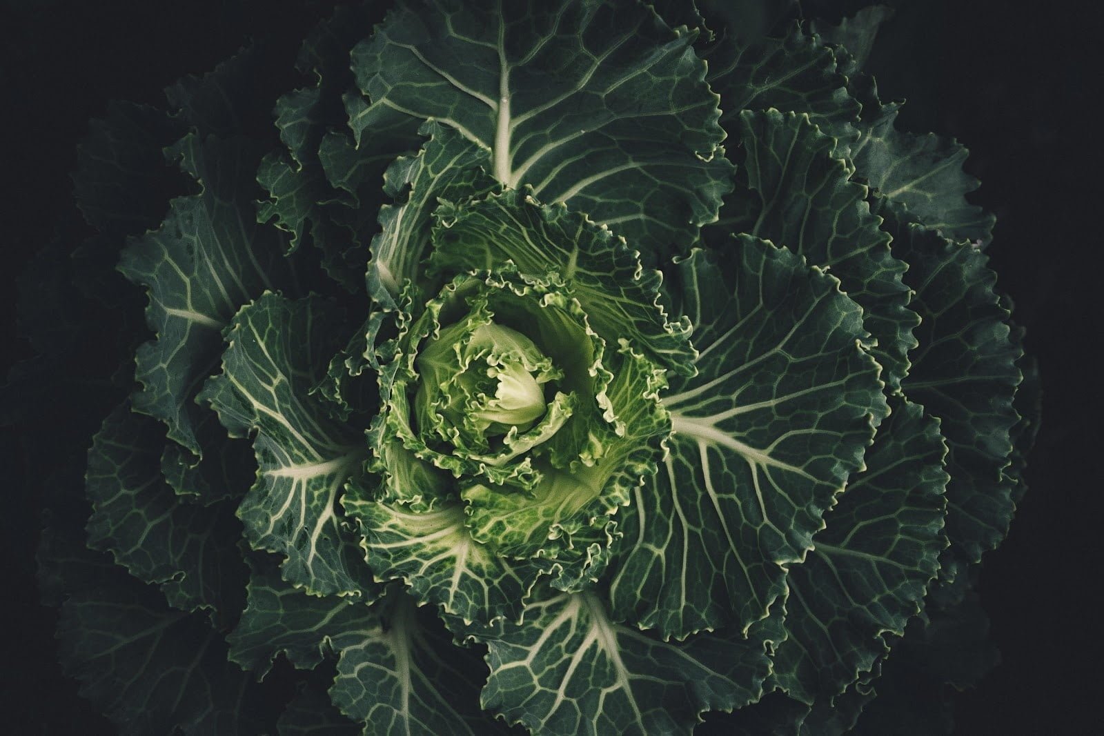 cabbage - Vegetable and Fruit Seeds to Sow in May - 2023 Planting Guide