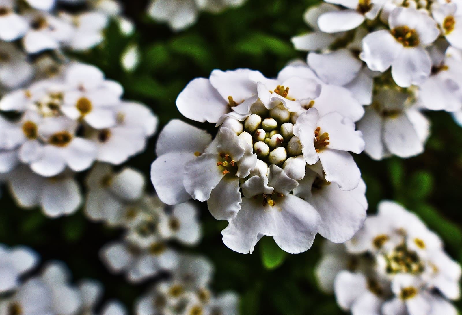 candytuft - Flower & Plant Seeds to Grow in May - 2023 Sowing Guide