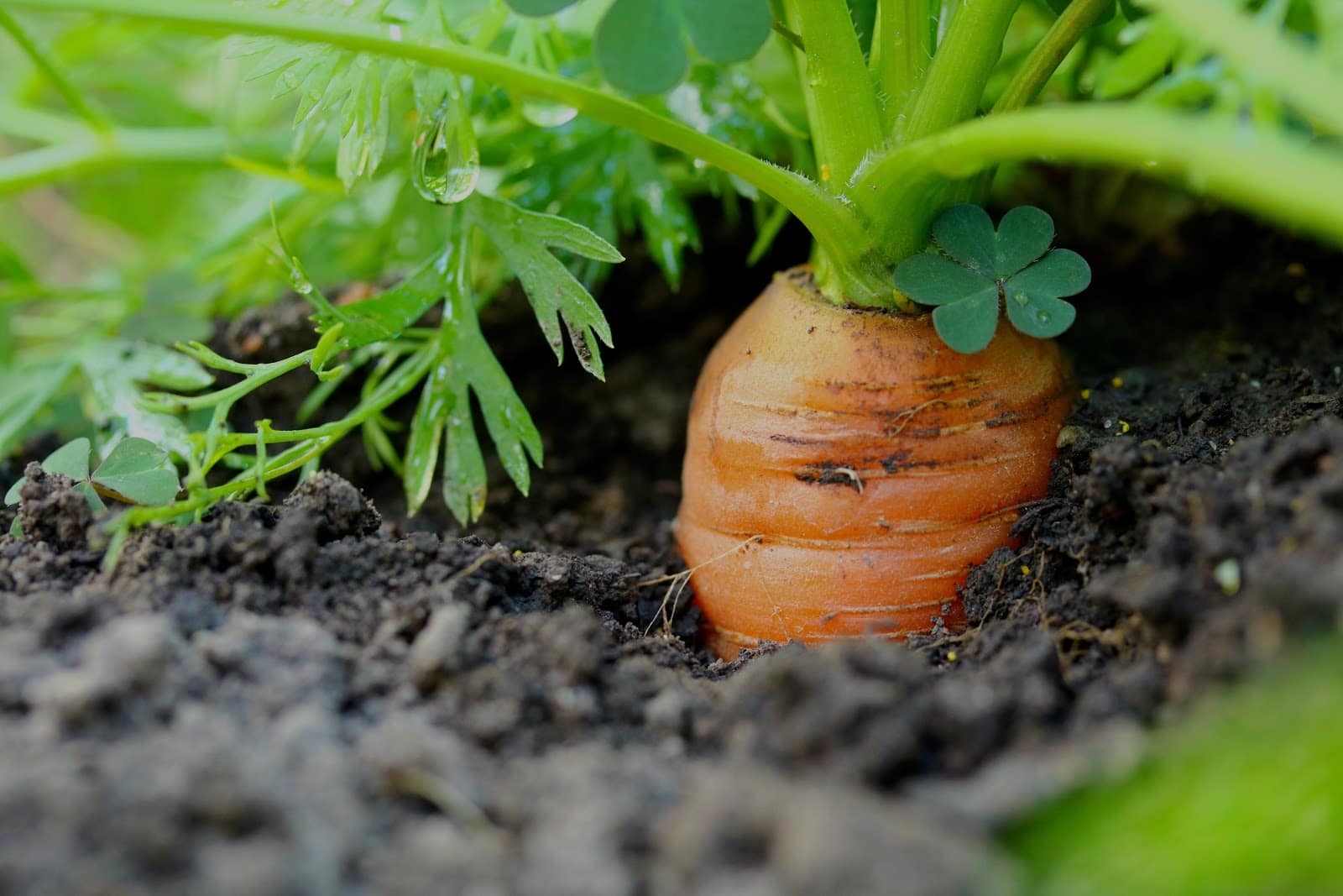 carrots2 - Vegetable and Fruit Seeds to Sow in May - 2023 Planting Guide