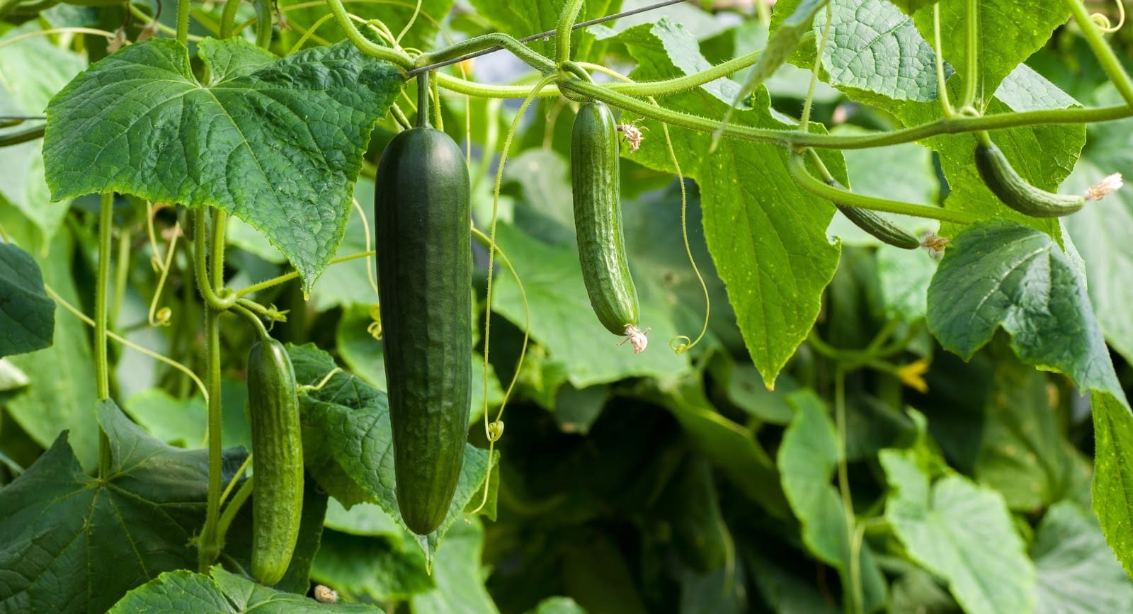 cucumber - Vegetable and Fruit Seeds to Sow in May - 2023 Planting Guide