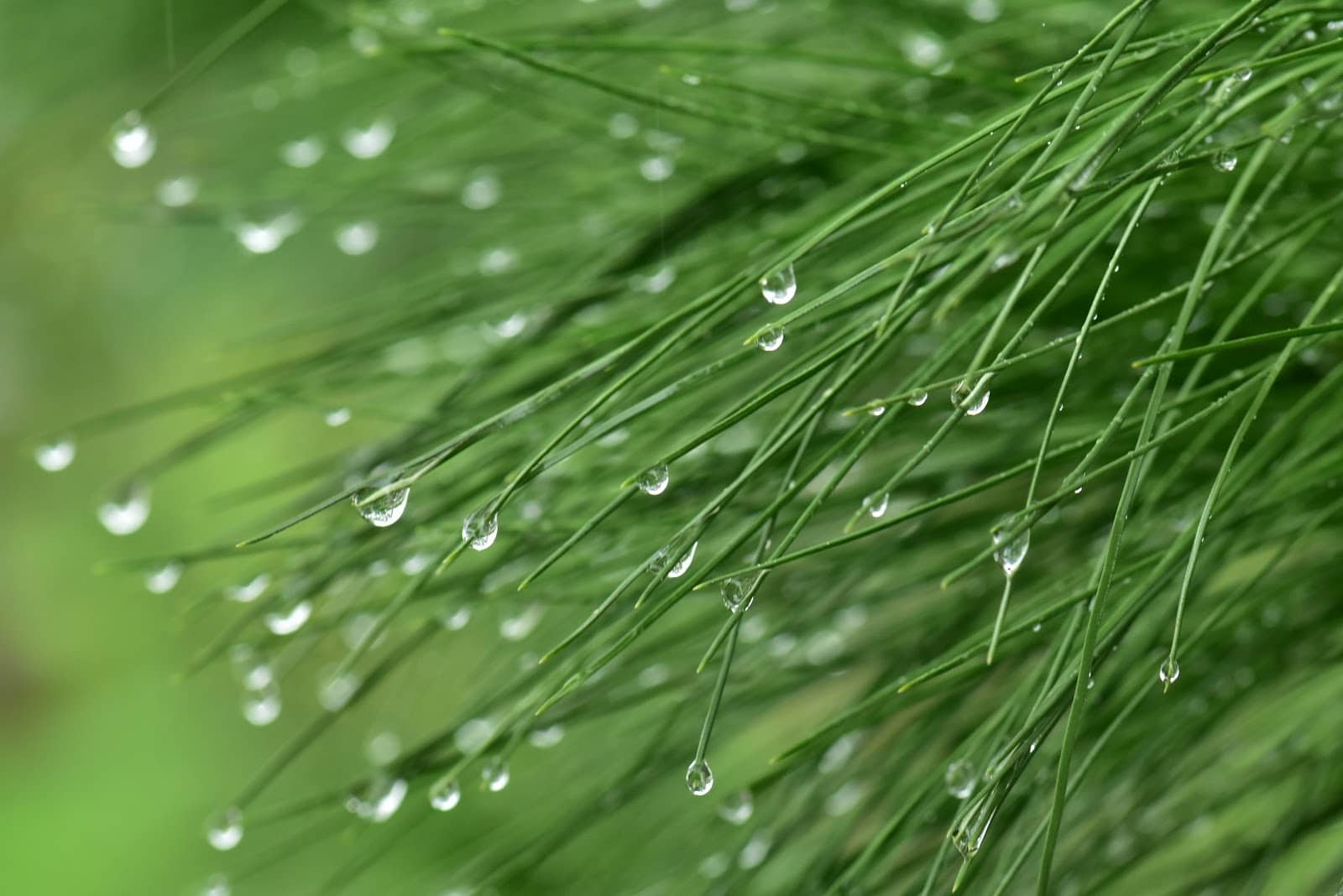 dill - Flower & Plant Seeds to Grow in May - 2023 Sowing Guide