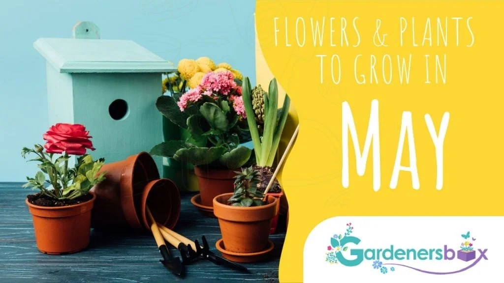 10 gallon planting pots Smart Pot main image 1