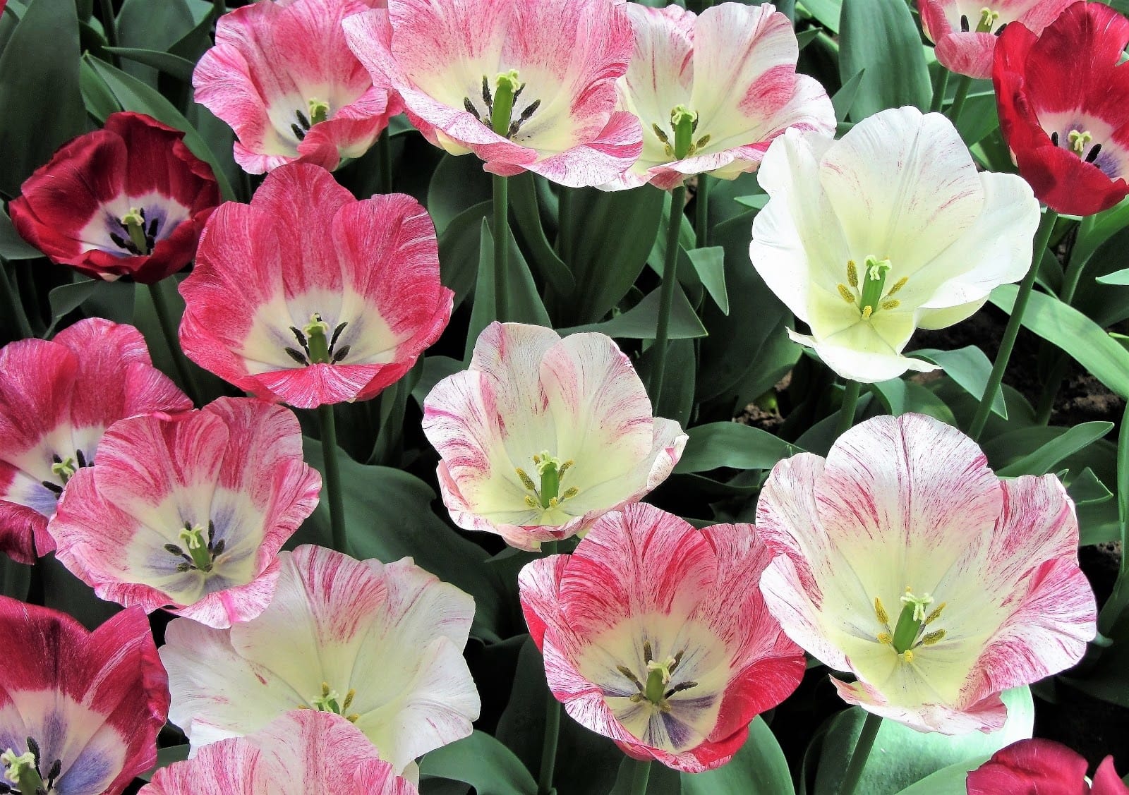 godetia - Flower & Plant Seeds to Grow in May - 2023 Sowing Guide