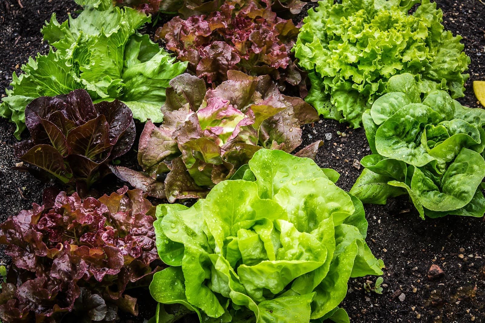 lettuce 2 - Vegetable and Fruit Seeds to Sow in May - 2023 Planting Guide