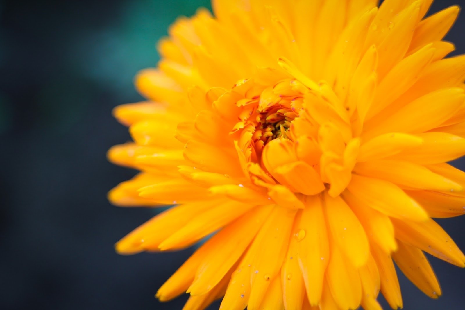 marigolds - Flower & Plant Seeds to Grow in May - 2023 Sowing Guide