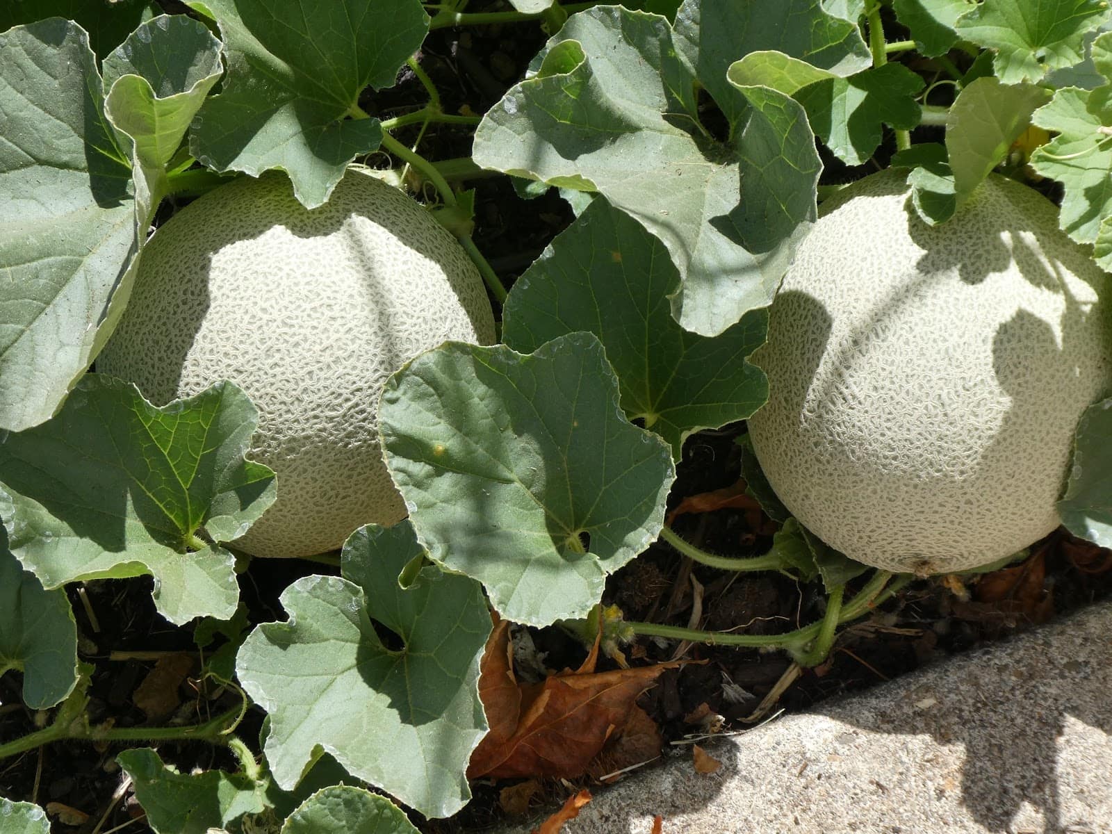melon - Vegetable and Fruit Seeds to Sow in May - 2023 Planting Guide