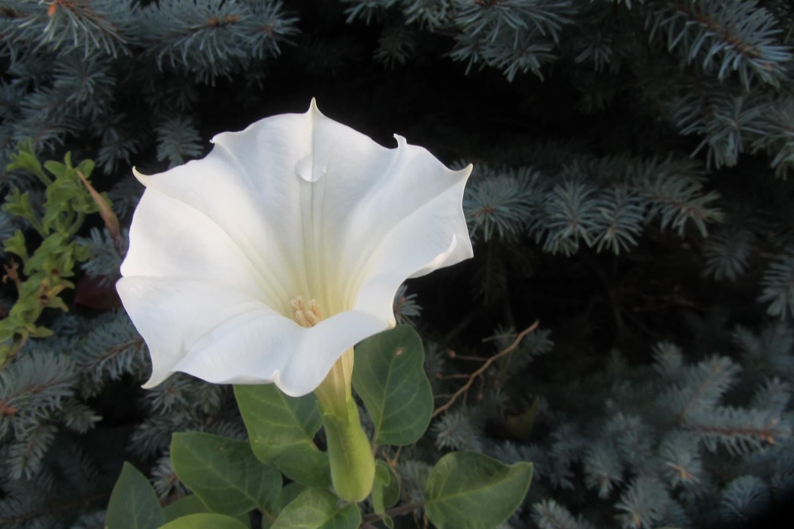 moonflower - Flower & Plant Seeds to Grow in May - 2023 Sowing Guide
