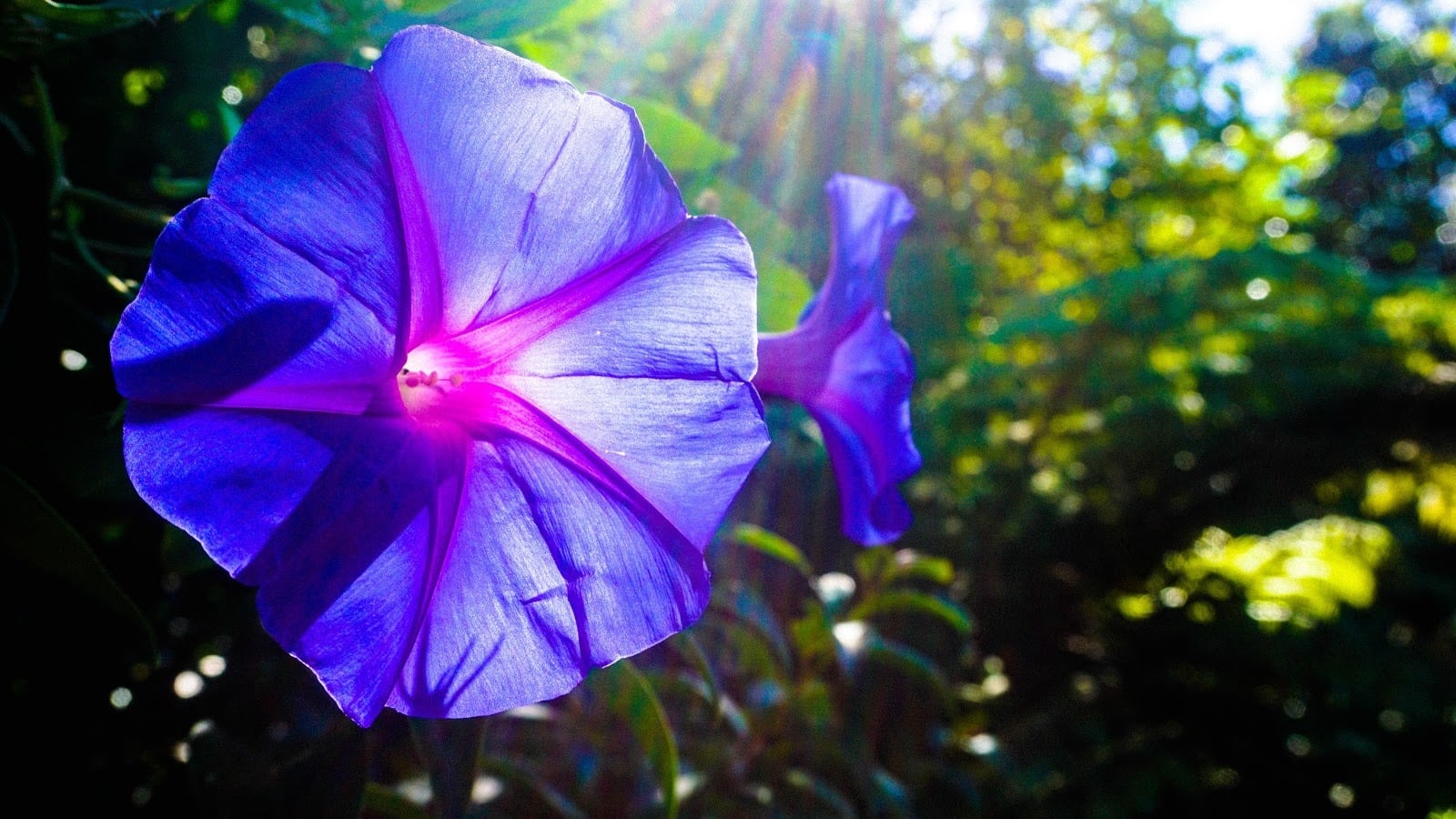 morning glories - Flower & Plant Seeds to Grow in May - 2023 Sowing Guide