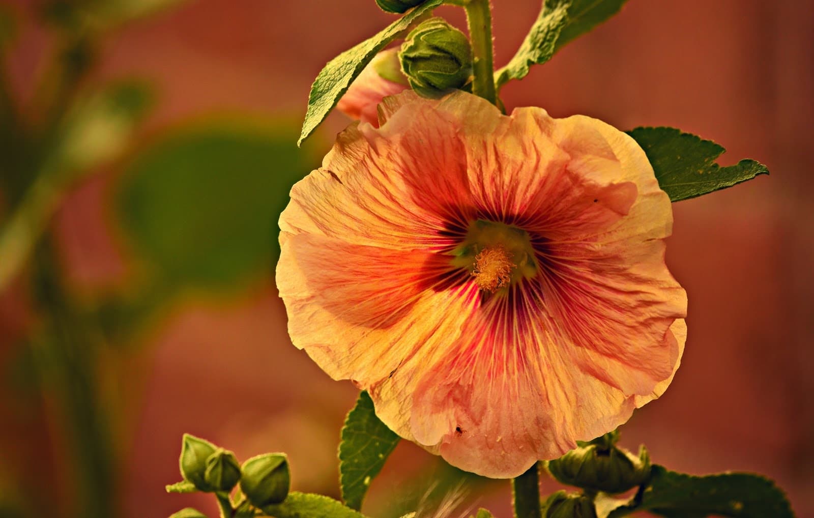 nasturtiums - Flower & Plant Seeds to Grow in May - 2023 Sowing Guide