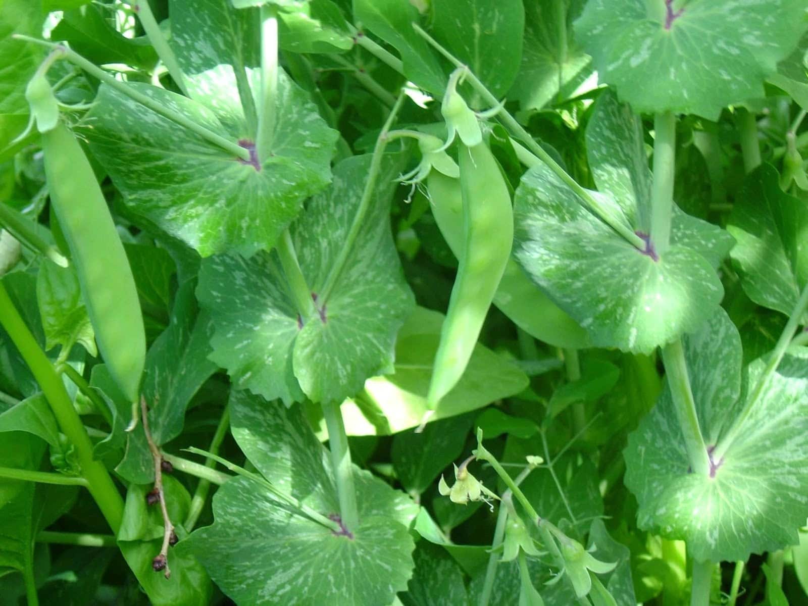 peas2 - Vegetable and Fruit Seeds to Sow in May - 2023 Planting Guide