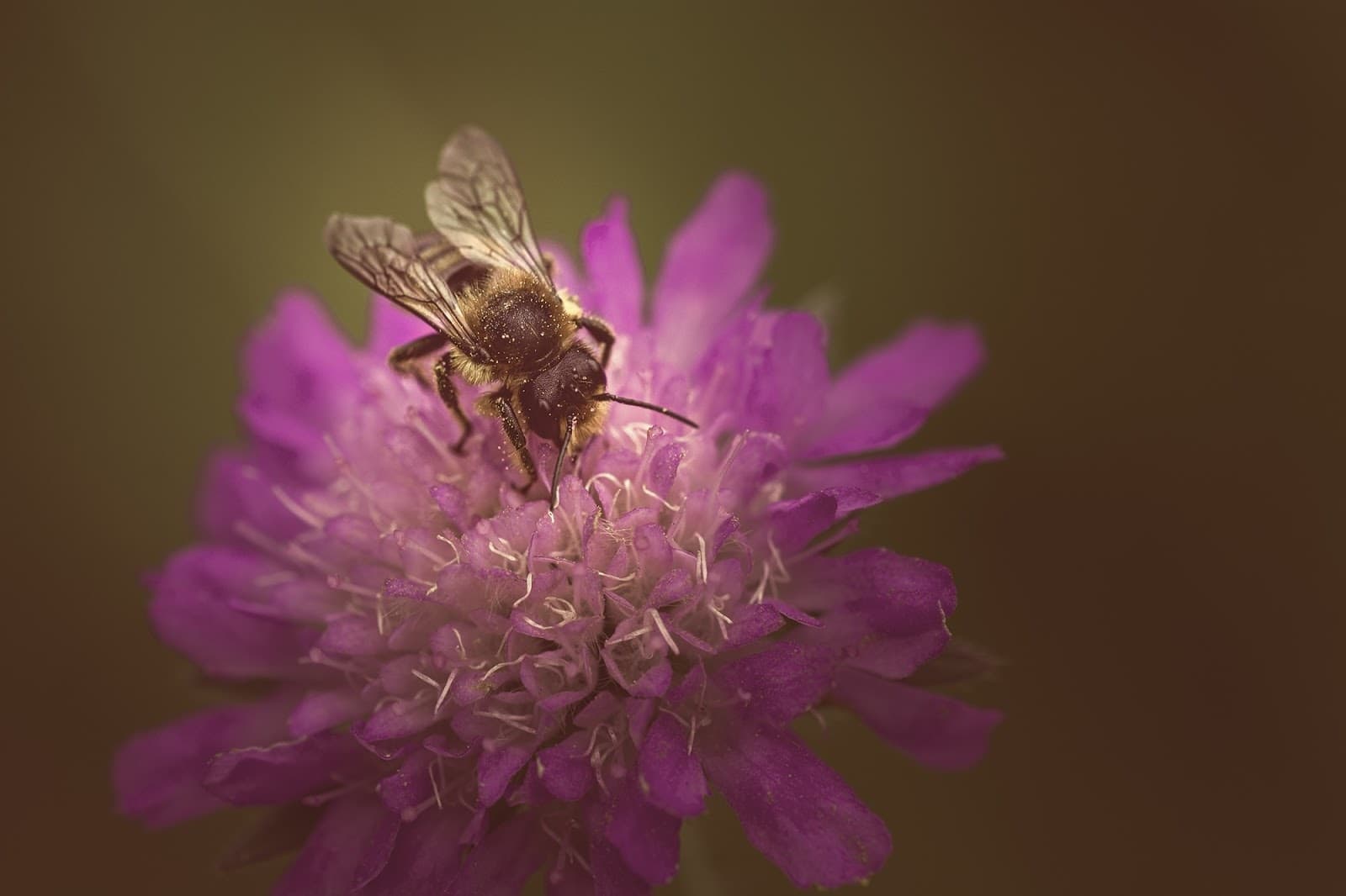 scabious - Flower & Plant Seeds to Grow in May - 2023 Sowing Guide