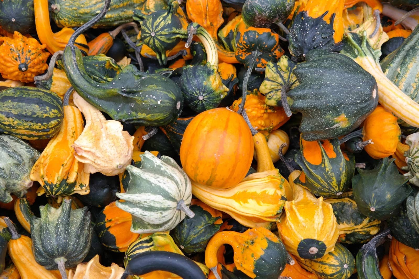squash - Vegetable and Fruit Seeds to Sow in May - 2023 Planting Guide