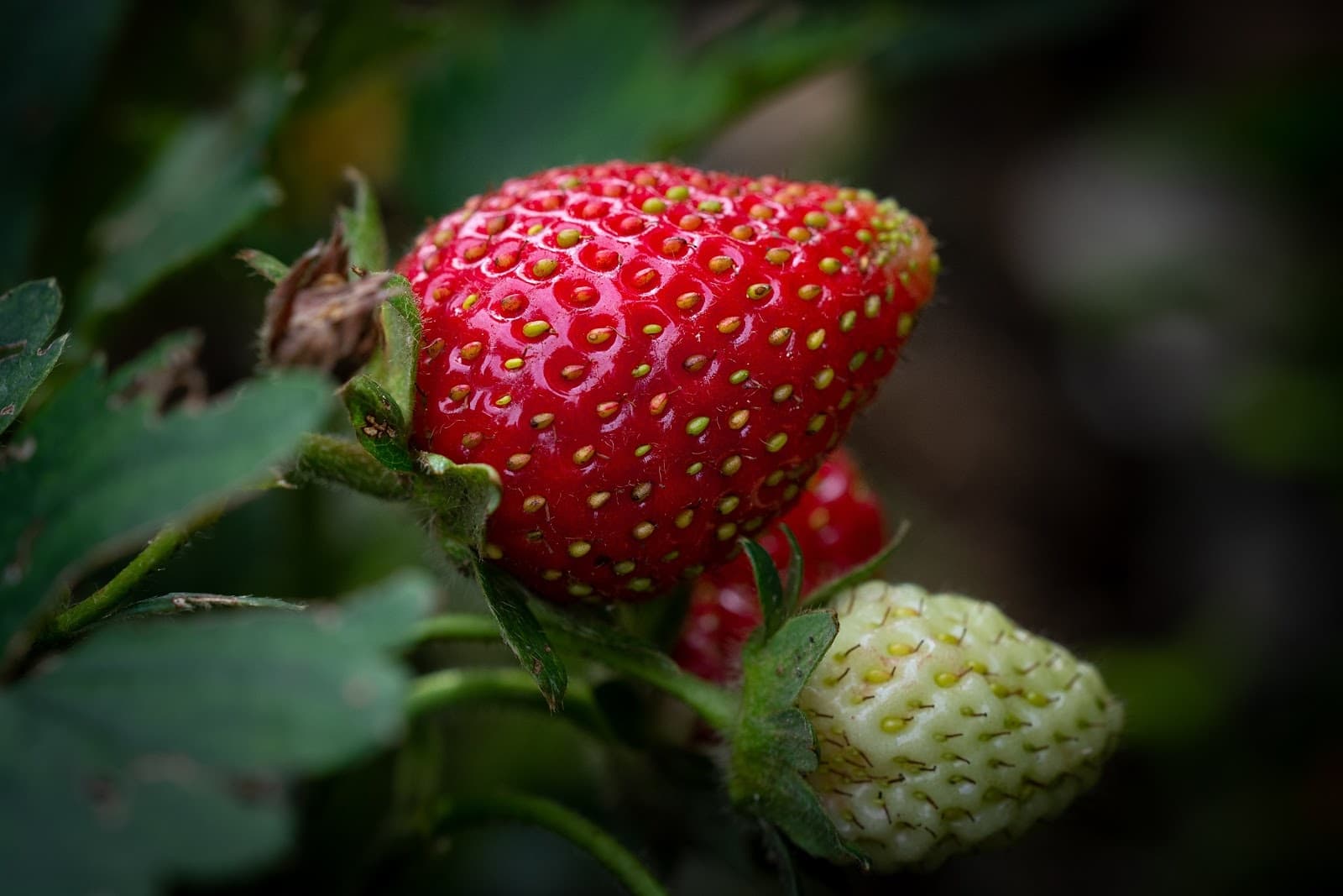 strawberry - Vegetable and Fruit Seeds to Sow in May - 2023 Planting Guide