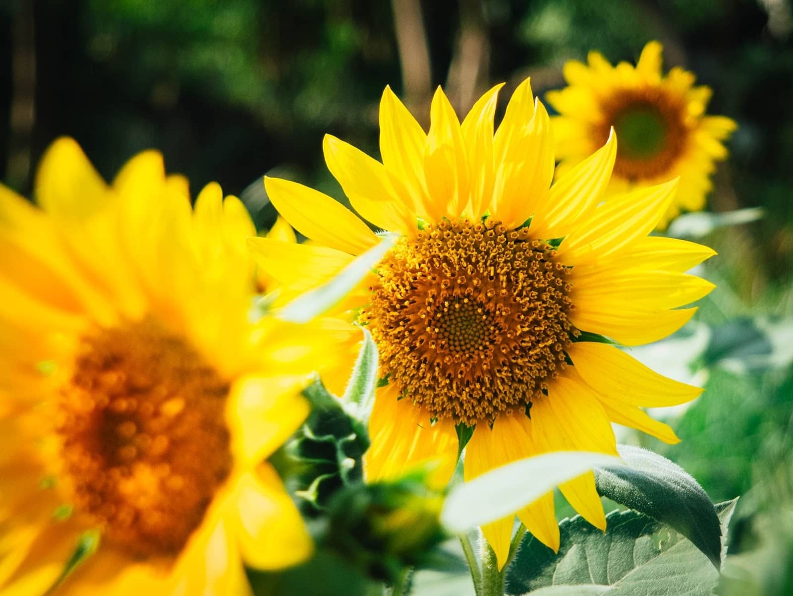 sunflower - Flower & Plant Seeds to Grow in May - 2023 Sowing Guide