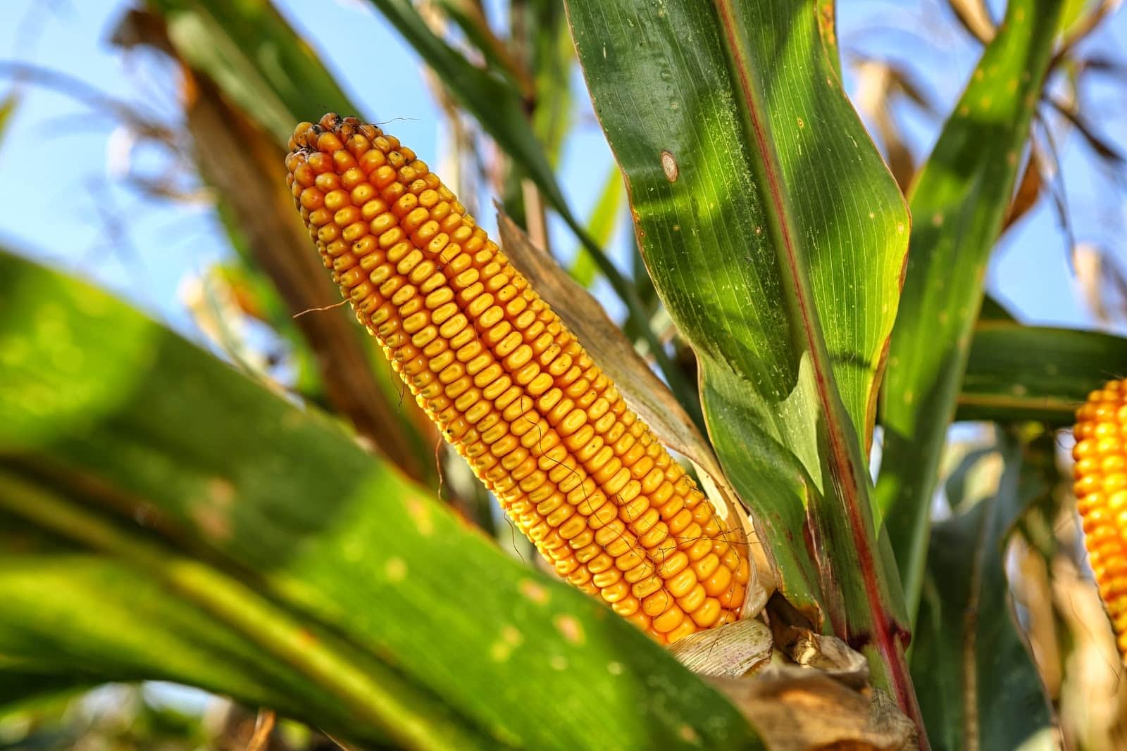 sweetcorn - Vegetable and Fruit Seeds to Sow in May - 2023 Planting Guide