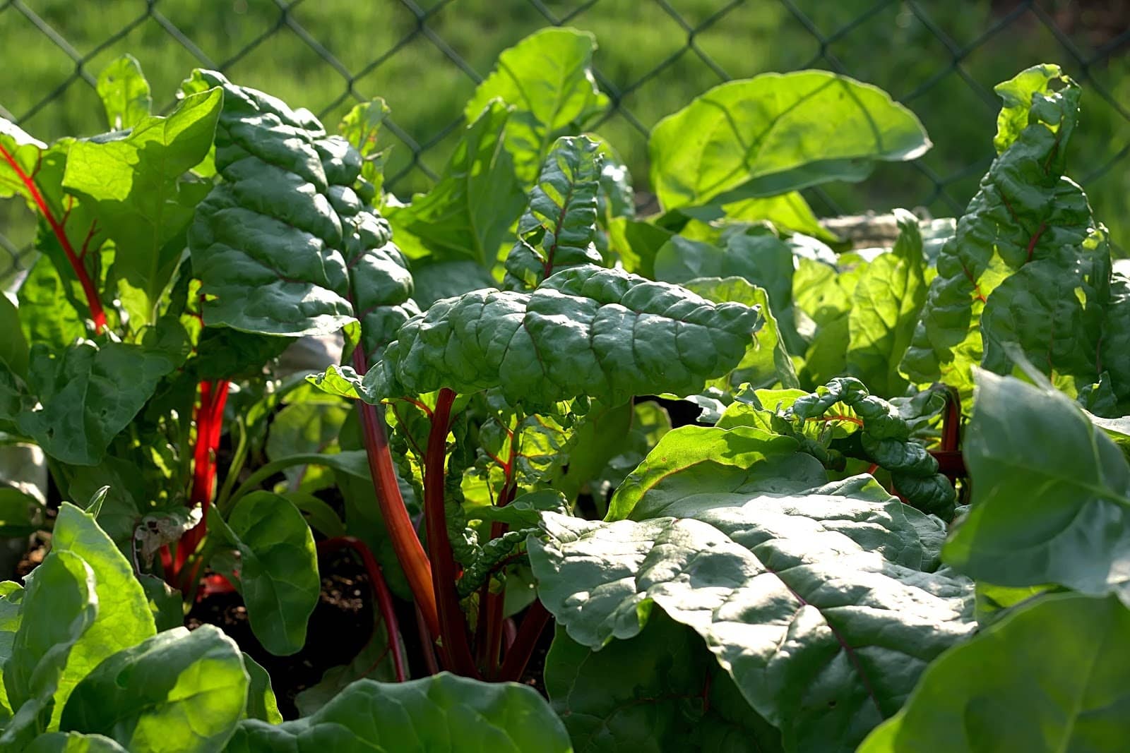 swiss chards - Vegetable and Fruit Seeds to Sow in May - 2023 Planting Guide