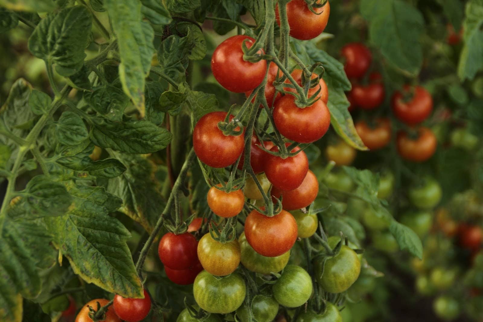 tomatoes - Vegetable and Fruit Seeds to Sow in May - 2023 Planting Guide